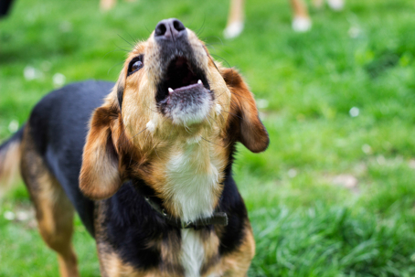 Dog Bite